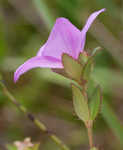 Fringed meadowbeauty